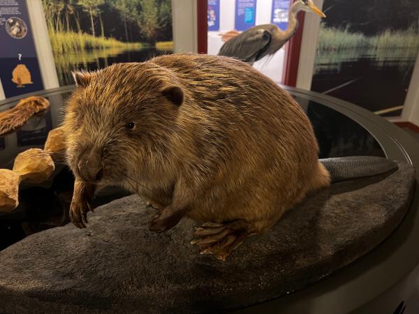 bever på utstilling