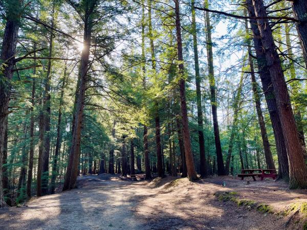 wooded path with picnic table and sunlit trees