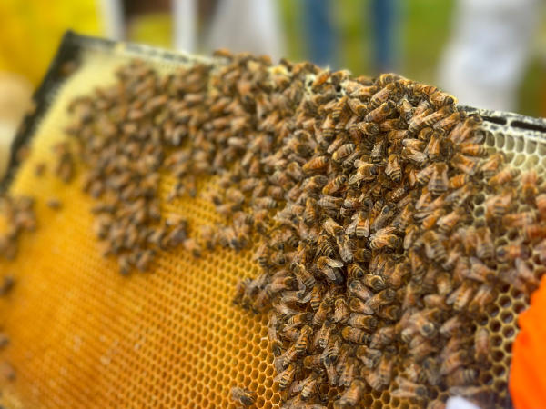 Bees on comb