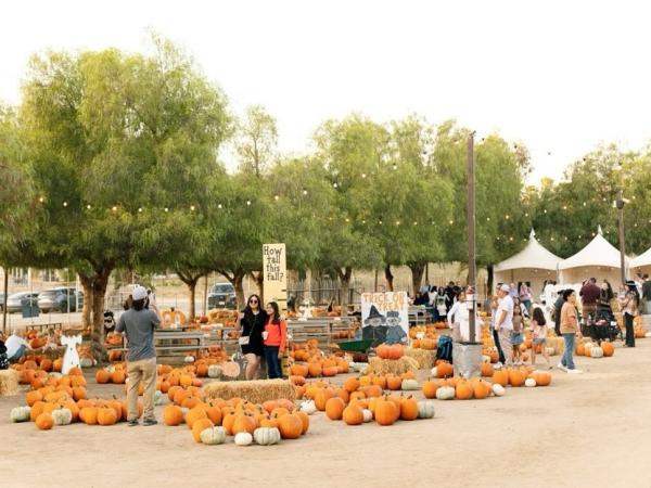 Peltzer Pumpkin Farm & Harvest Festival