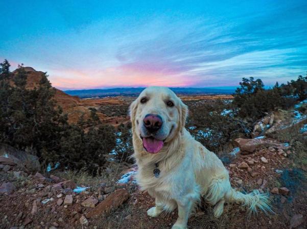 Dog Smiling with Sunset in the Background