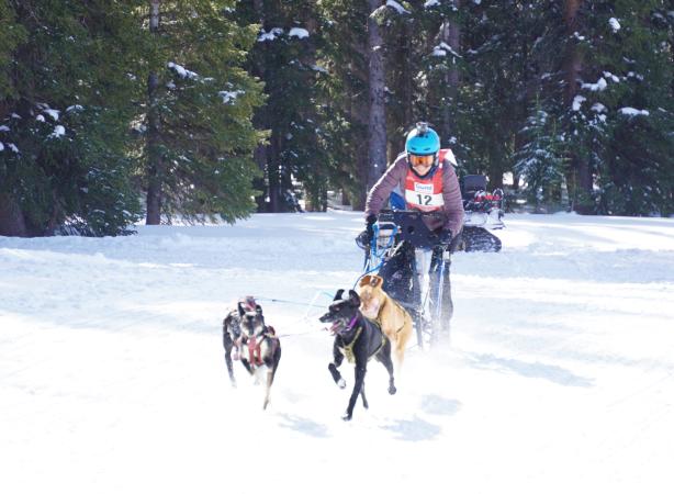 Person being Pulled by Dogs on Sled In the Grand Mesa Summit Challenge Race