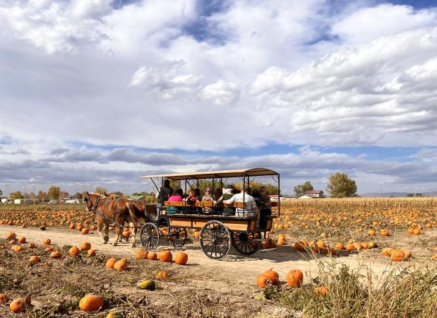 One of the Best Pumpkin Patches in America in Grand Junction, Colorado