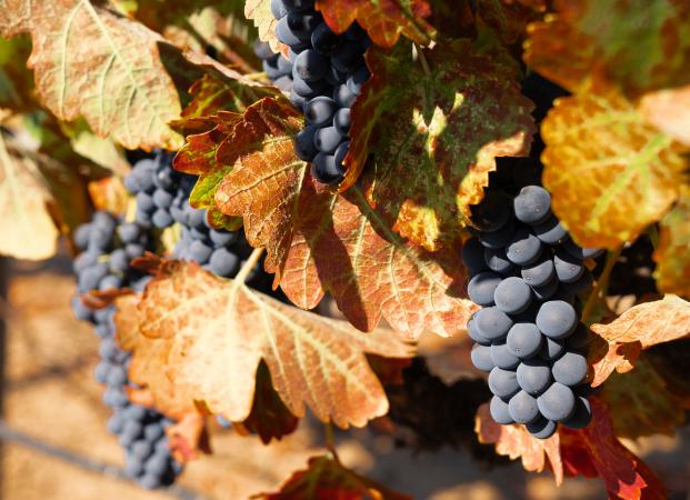 Harvest Time in Gilroy