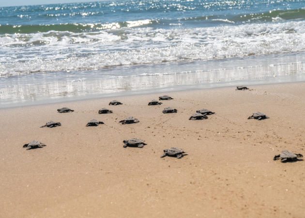 Baby Sea Turtles Making their Way to the Water
