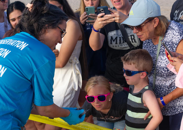 Children looking at Baby Sea Turtle
