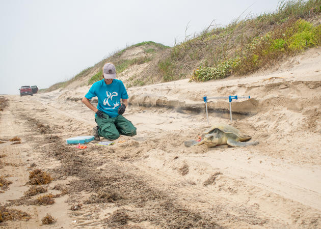 Sea Turtle Inc. conservationist monitoring a nesting Kemp’s Ridley sea turtle on the beach of South Padre Island during nesting season.