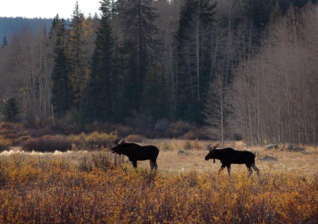 Discover Moose on the Grand Mesa