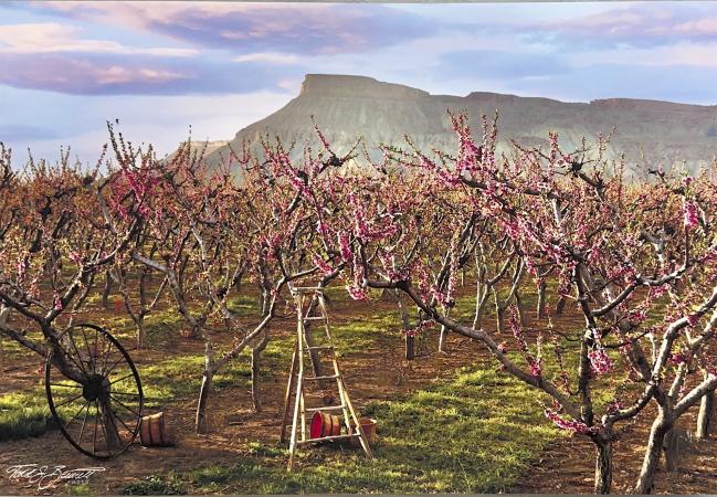 Mount Garfield Peach Blossoms by Todd Bennett