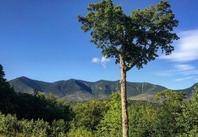 Hancock Overlook-Heart Shaped Tree