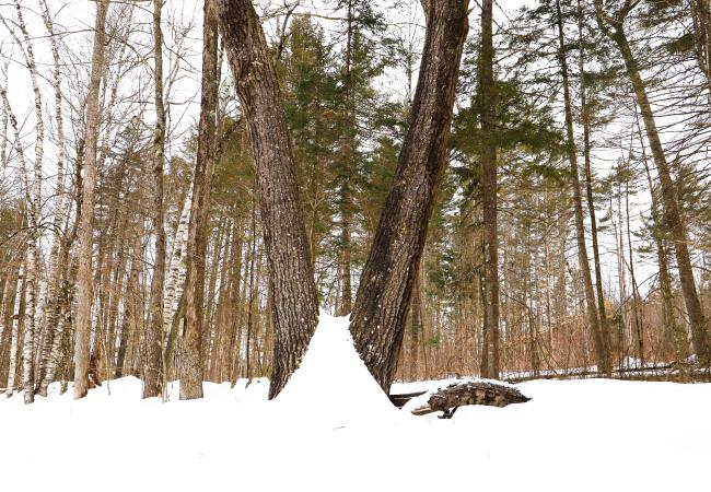 Bronson Hill Pine Trees