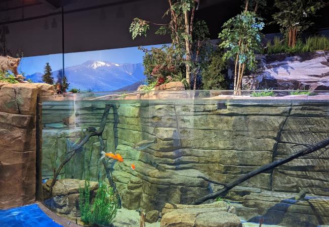 Living Shores Aquarium - Native Species Exhibit