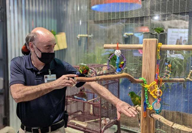 Living Shores Aquarium - Employee Feeding Lorikeets