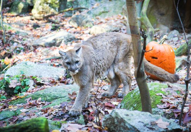 A big cat prowls at Squam Lakes Natural Science Center