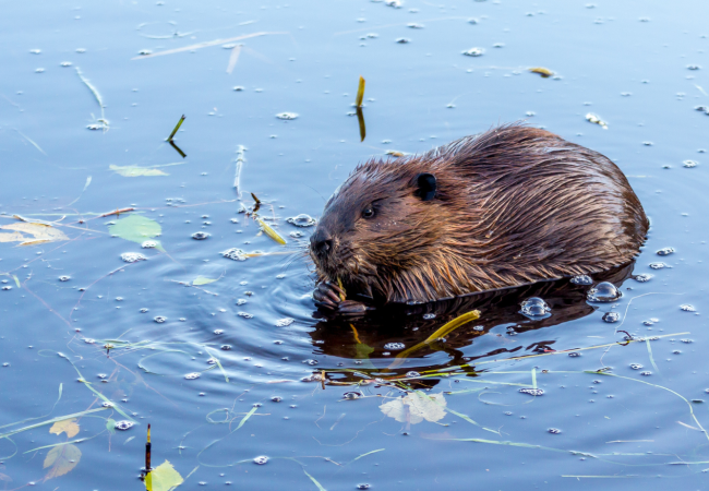 Beaver in a Pond, Chewing on Sticks