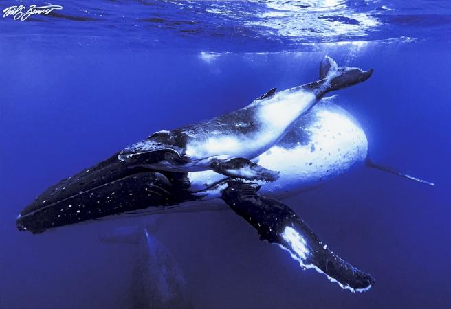 A Mother's Love by Todd Bennett