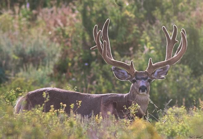 Western Colorado Velvet Muley by Todd Bennett