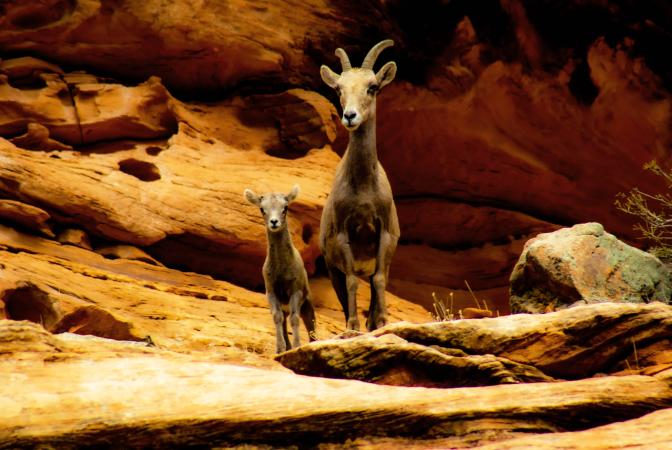 Baby Bighorn sheep with Mom