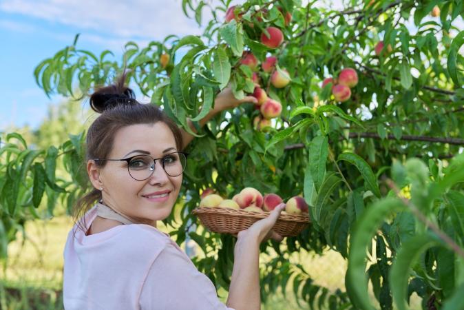Woman Picking Peaches
