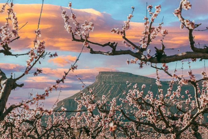Peach Blossoms with Mount Garfield in the Background