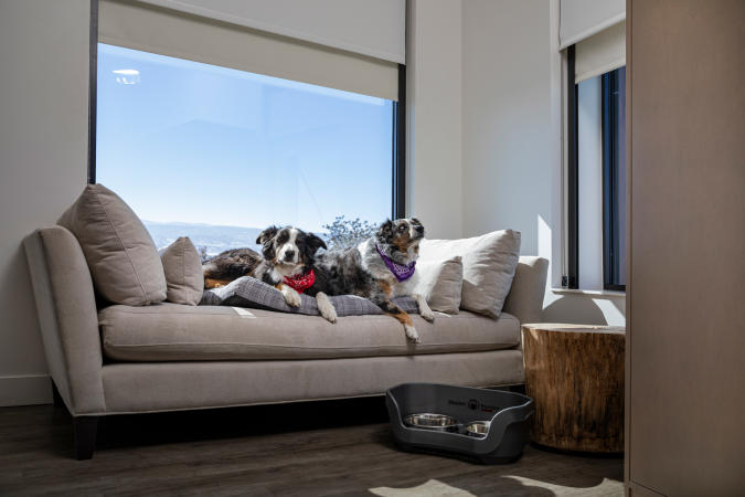 Dogs at Hotel Maverick