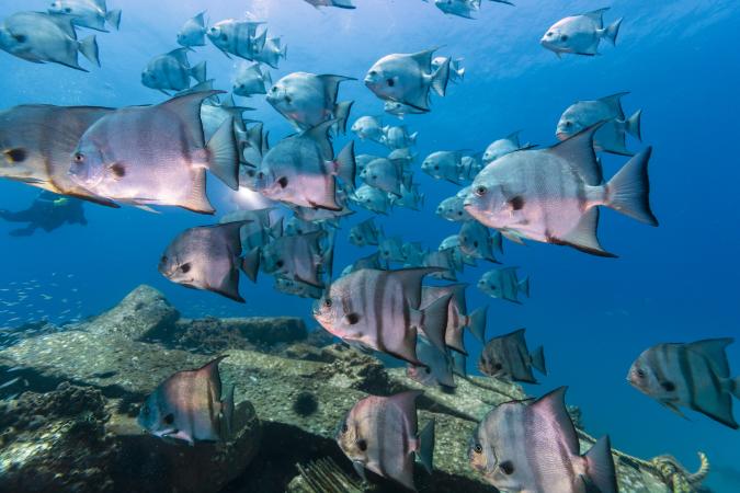School of Fish at the RGV Reef