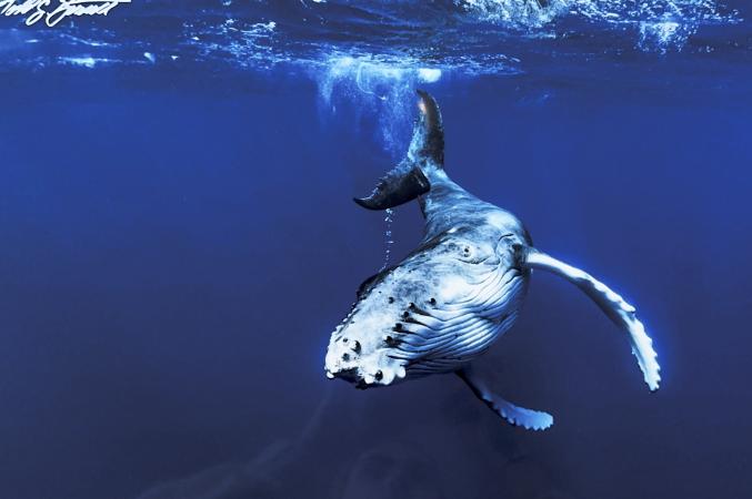 Let's Play by Todd Bennett