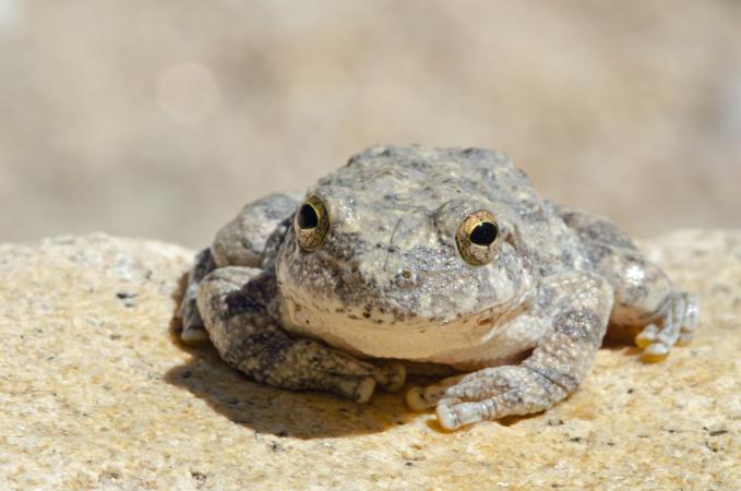 Canyon Tree Frog
