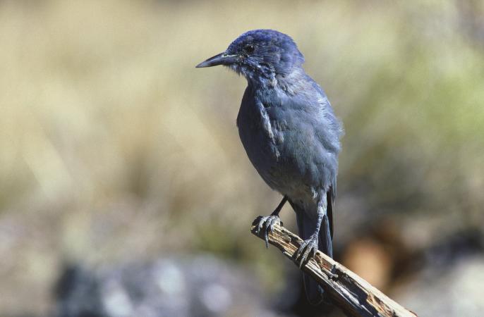 Pinyon Jay