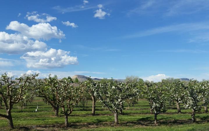 Blossoming Trees in front of Mt. Garfield