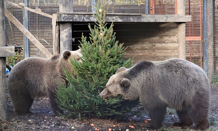 two bears playing with a christmas tree