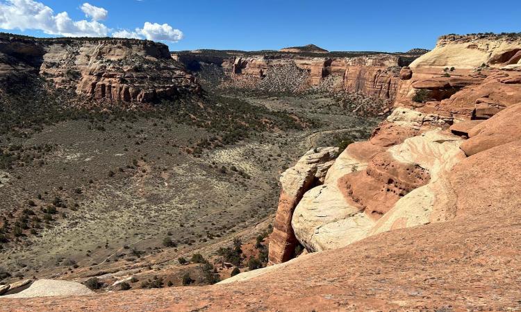 Liberty Cap