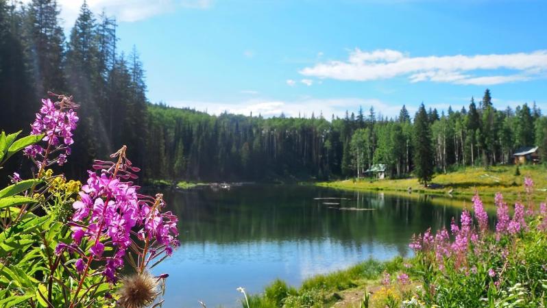 Spring Flowers - Grand Mesa