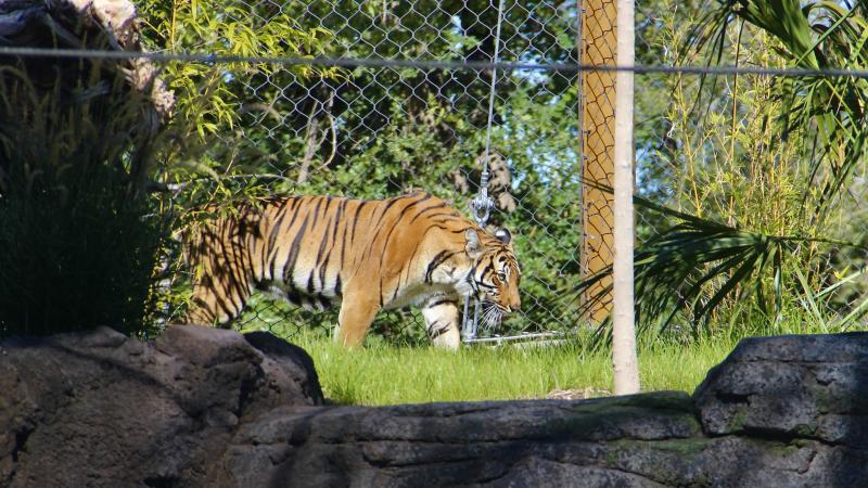 Malayan tiger explores its exhibit at the ABQ BioPark Zoo