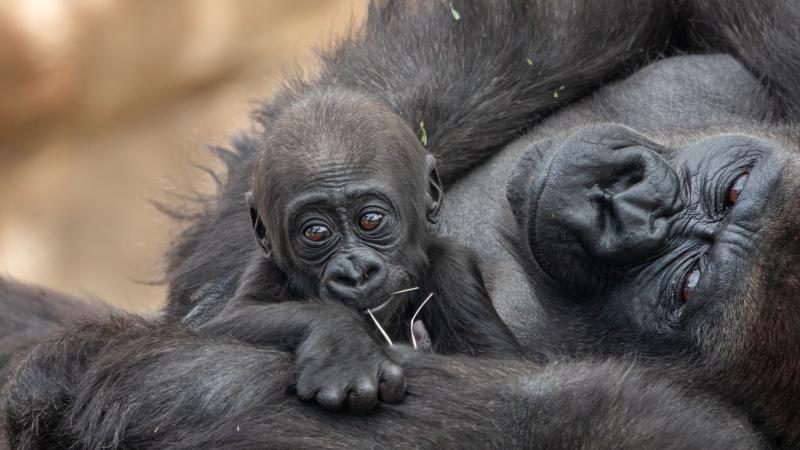 An infant western lowland gorilla peeks up over her mother's left bicep, her bright brown eyes looking out of the frame as she chews on stalks of hay. The mother gorilla is relaxing partially on her back in their habitat, her right arm crosses her body to rest her hand reassuringly on the infant while she looks in the same direction with a calm expression.