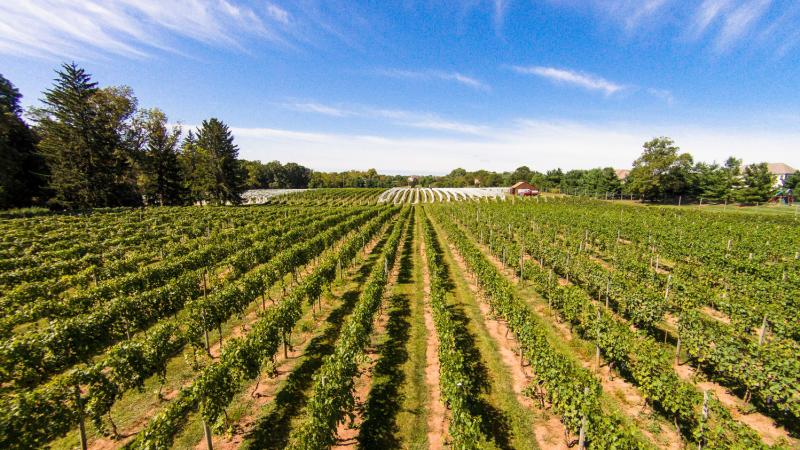 Crossing Vineyards Drone