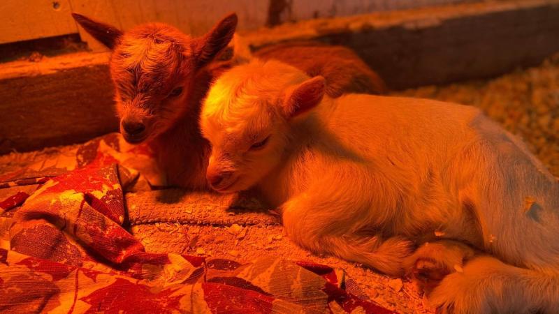 Newborn Baby Goats at Spring Haven