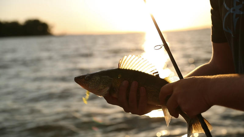 Shore Walleye with Sunset