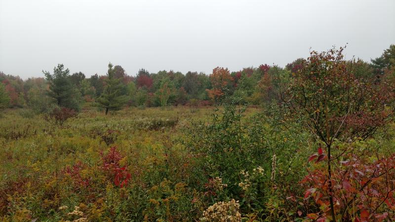 The top of Rob's Trail opens into expansive shrub land with a variety of small, leafy bushes surrounding the trail.