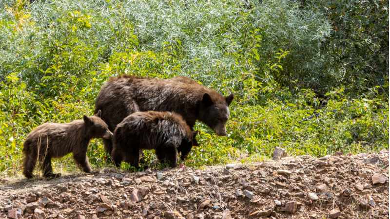black bear wildlife