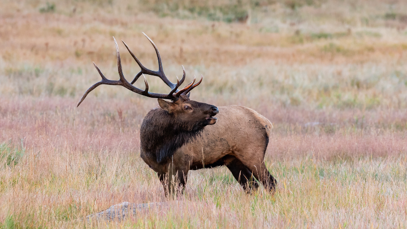 Elk Wildlife