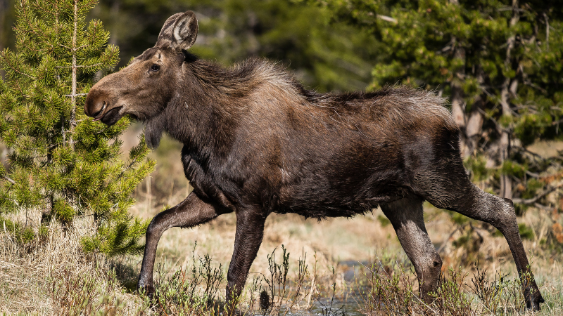 moose wildlife