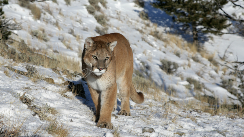 mountain lion wildlife