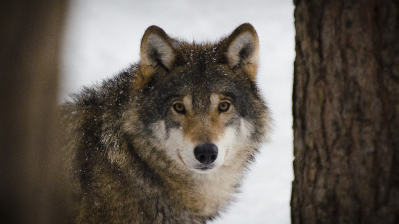wolf wildlife