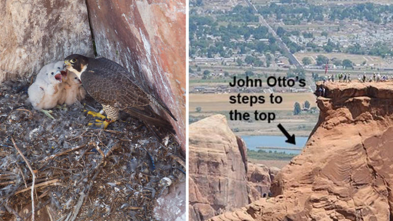Baby Peregrine Falcons in a Nest and Independence Monument with John Otto's Historic Steps