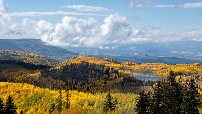 Golden autumn aspens on Grand Mesa near Grand Junction