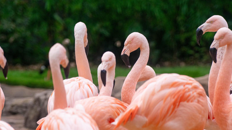 Houston Zoo - Chilean flamingos