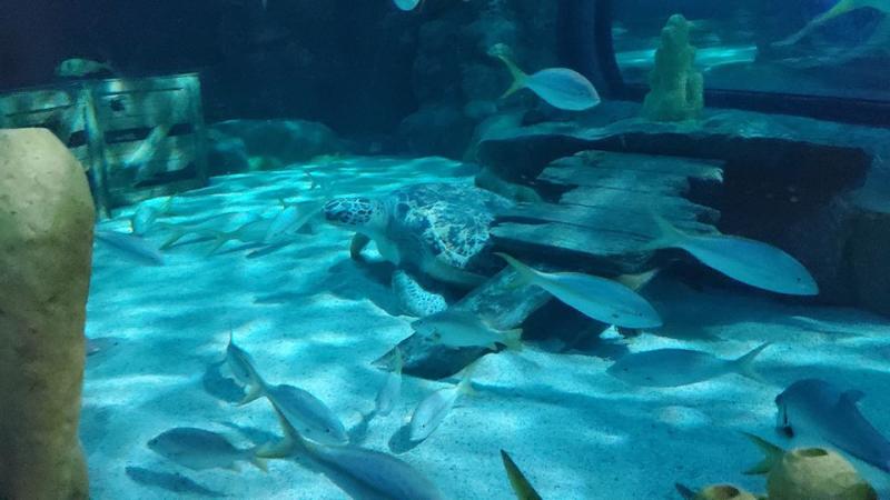Gabby the sea turtle at Ripley's Aquarium, Myrtle Beach, SC