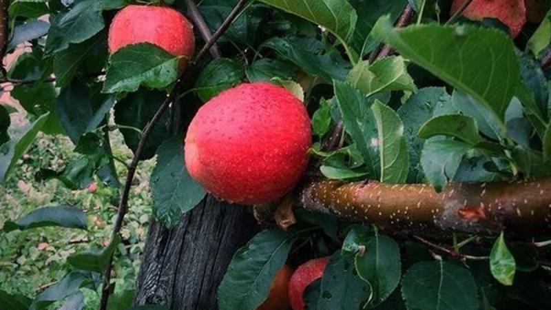 Sundown Farms Country Market