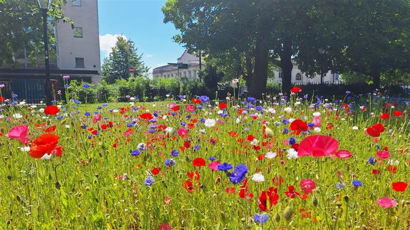 Purple, red and white flowers in bloom at Watts Park